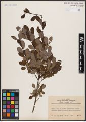 Foto von Salix aurita L.